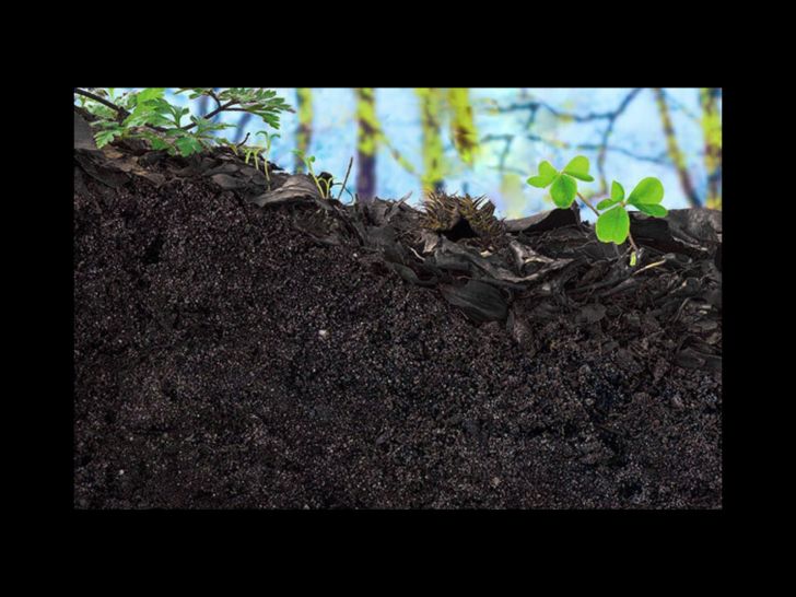 De la feuille à l'humus