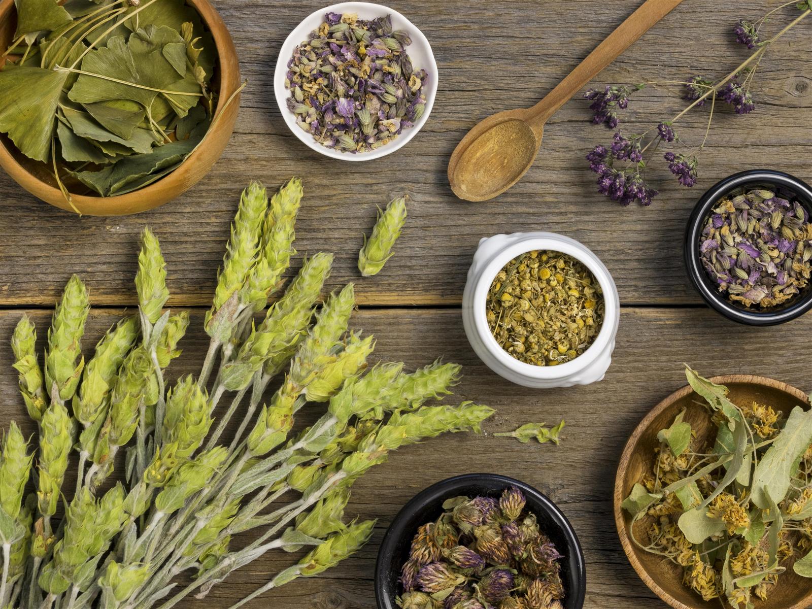 Atelier usages des plantes médicinales : Les p ...