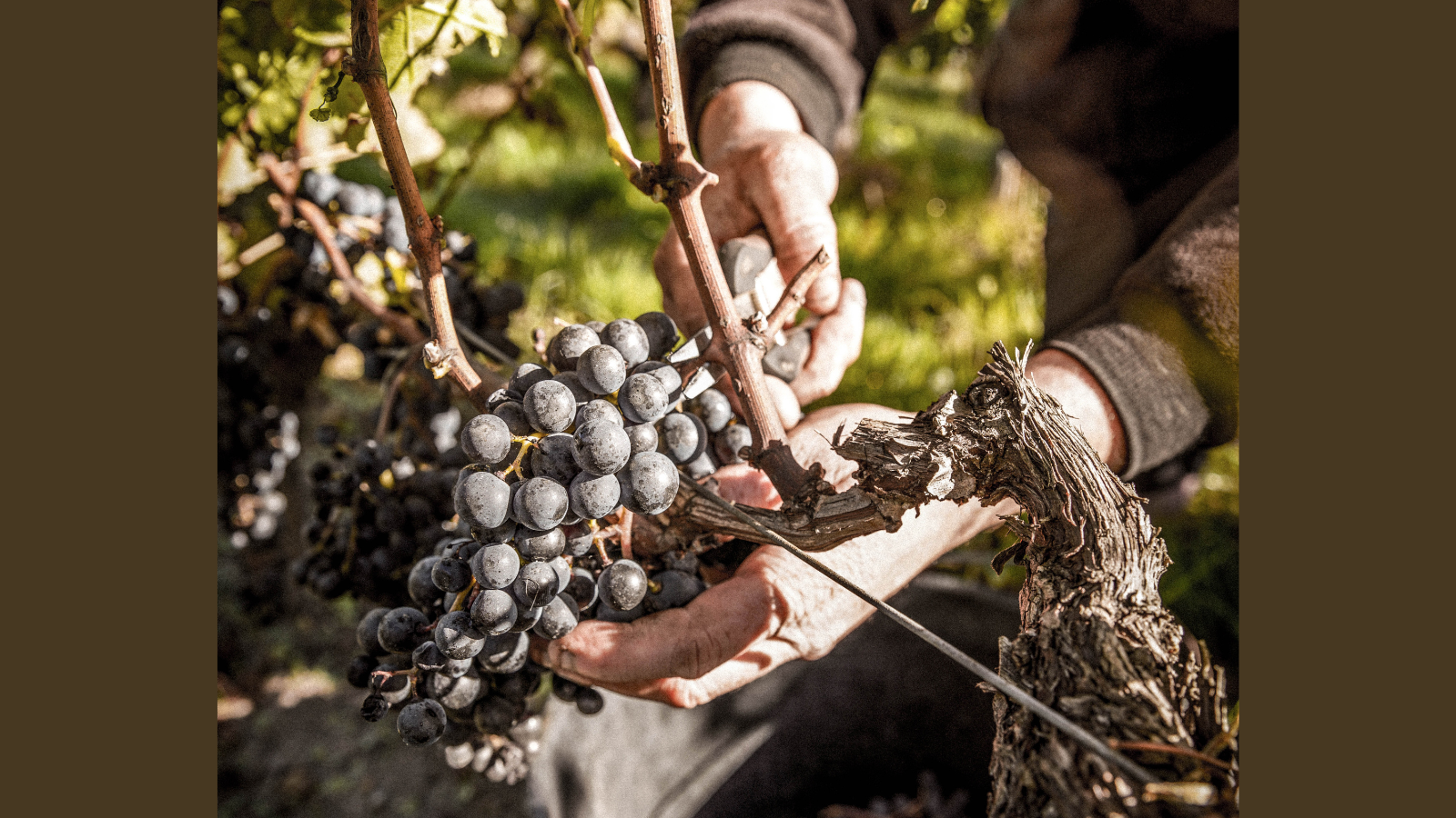 Brunch des Vendanges
