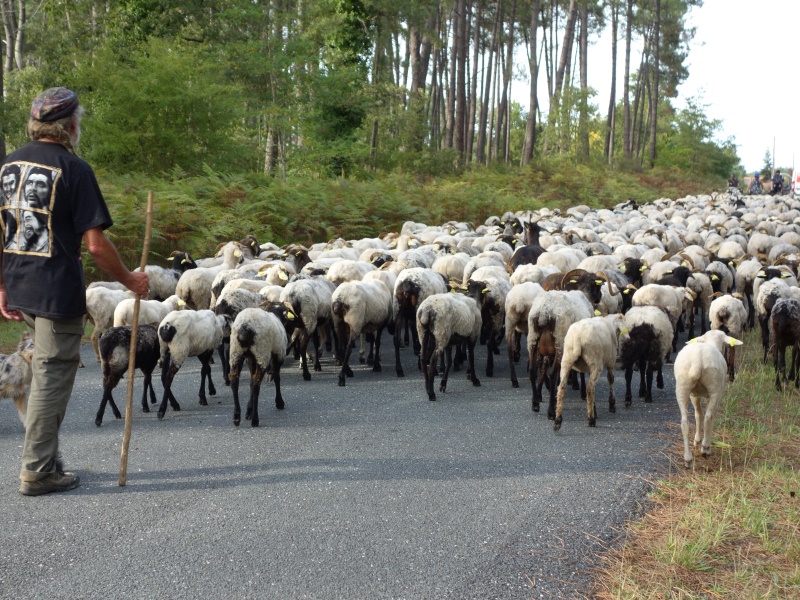 La route de la transhumance passe par Cauvignac