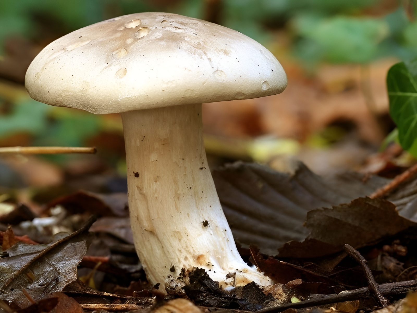 Balade « Cherchons les champignons ! »