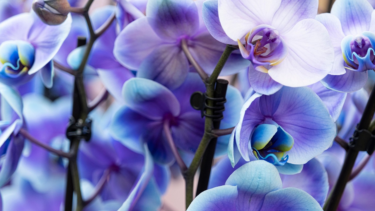 Exposition d'orchidées