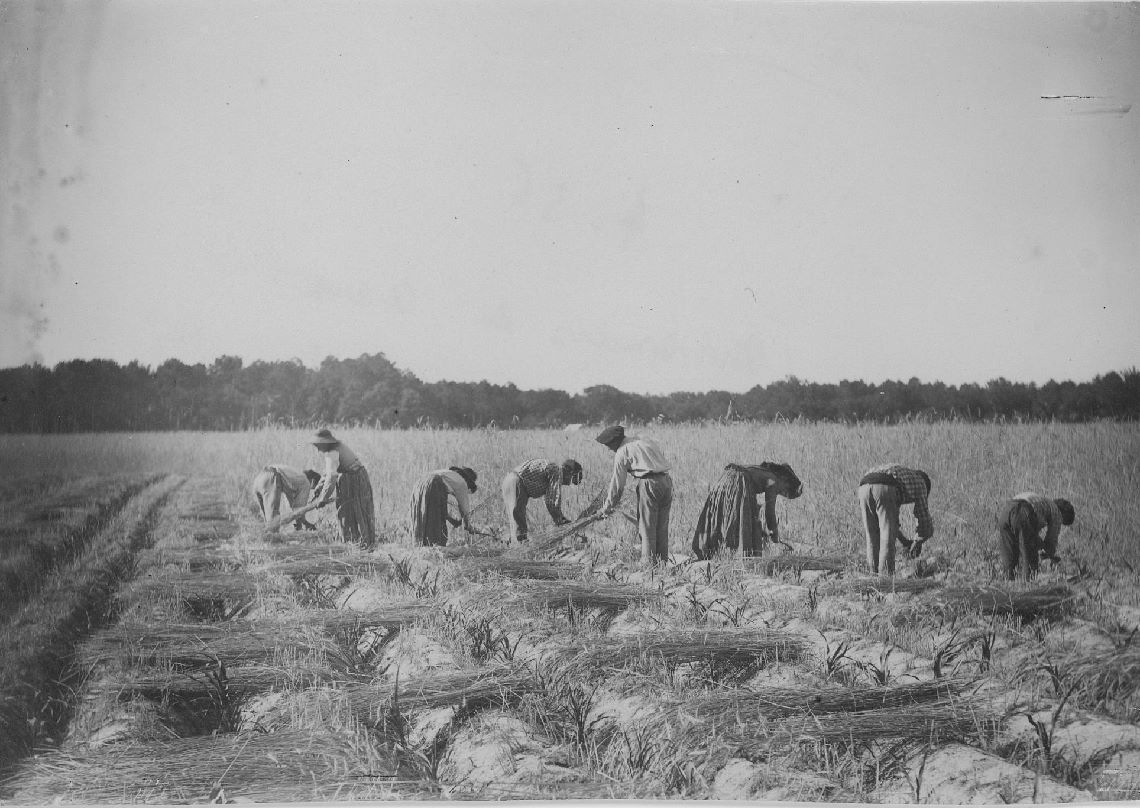 Conférence - L'agriculture dans les Landes de  ...