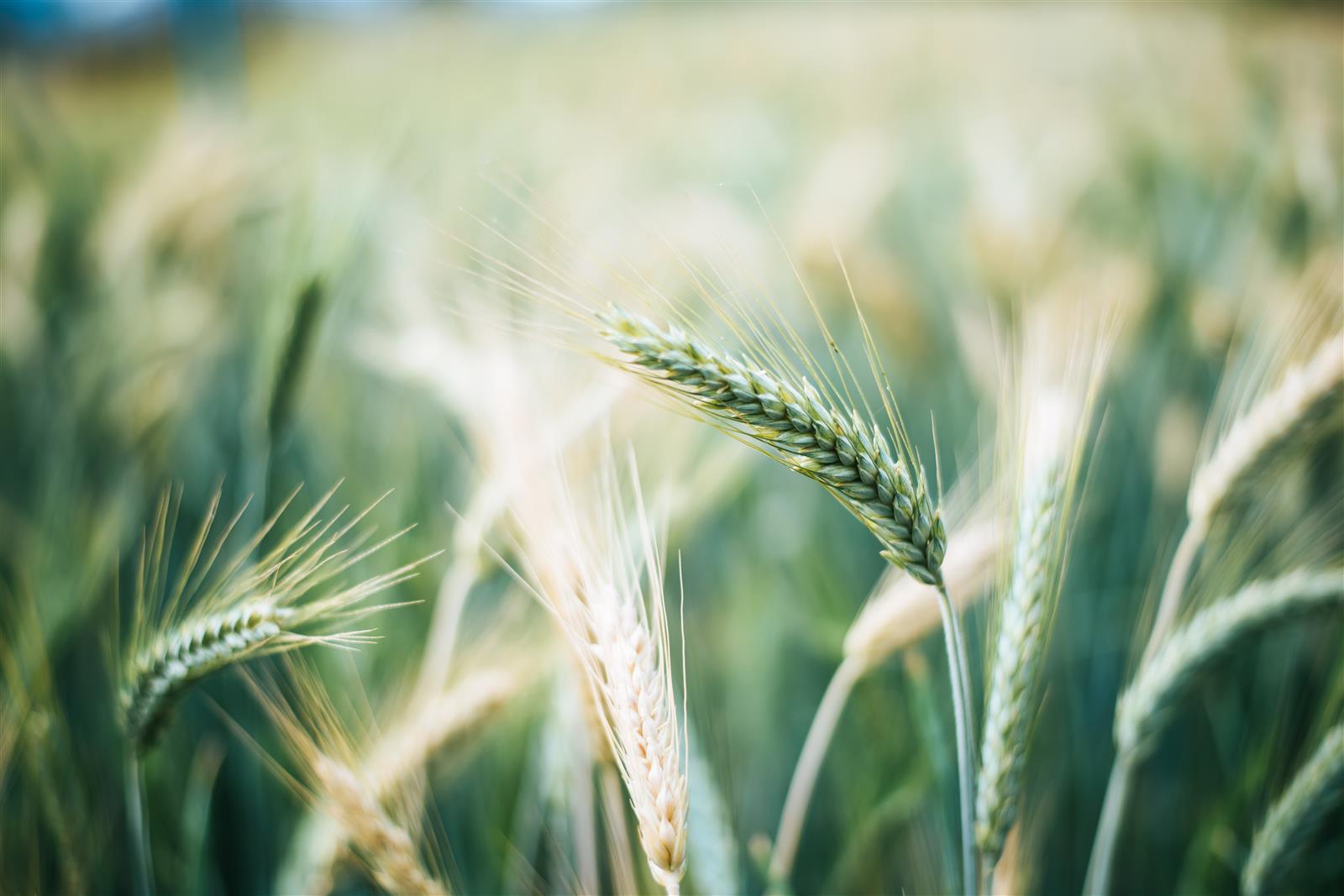 Conférence - L'agriculture dans les Landes de  ...
