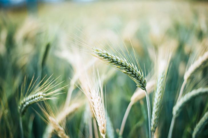 Conférence - L'agriculture dans les Landes de  ...