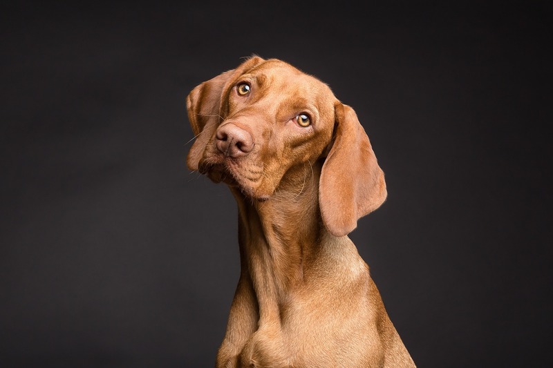 Exposition canine nationale