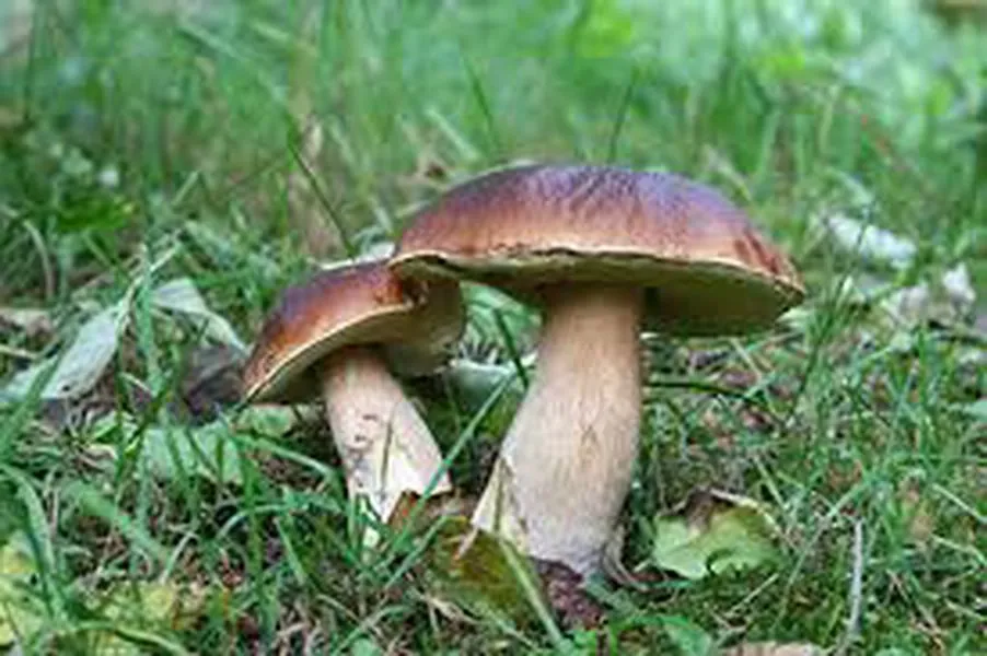 Journée Champignons - Crédit: google | CC BY-NC-ND 4.0