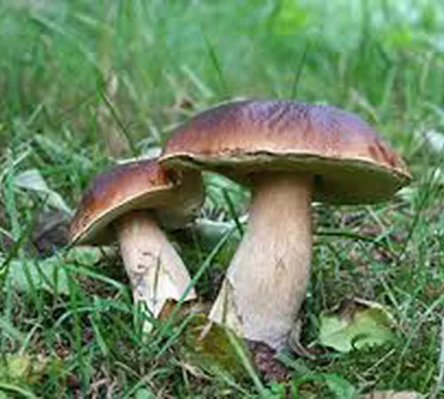 Journée Champignons
