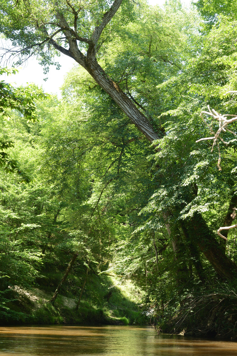 Exposition de Christophe Delaleau - "Hêtre au  ...