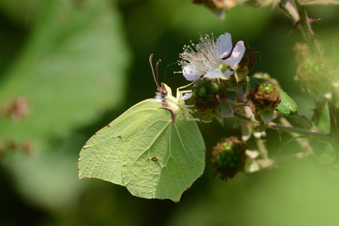 Conférence de Pierrick Doré sur La mystérieuse ...