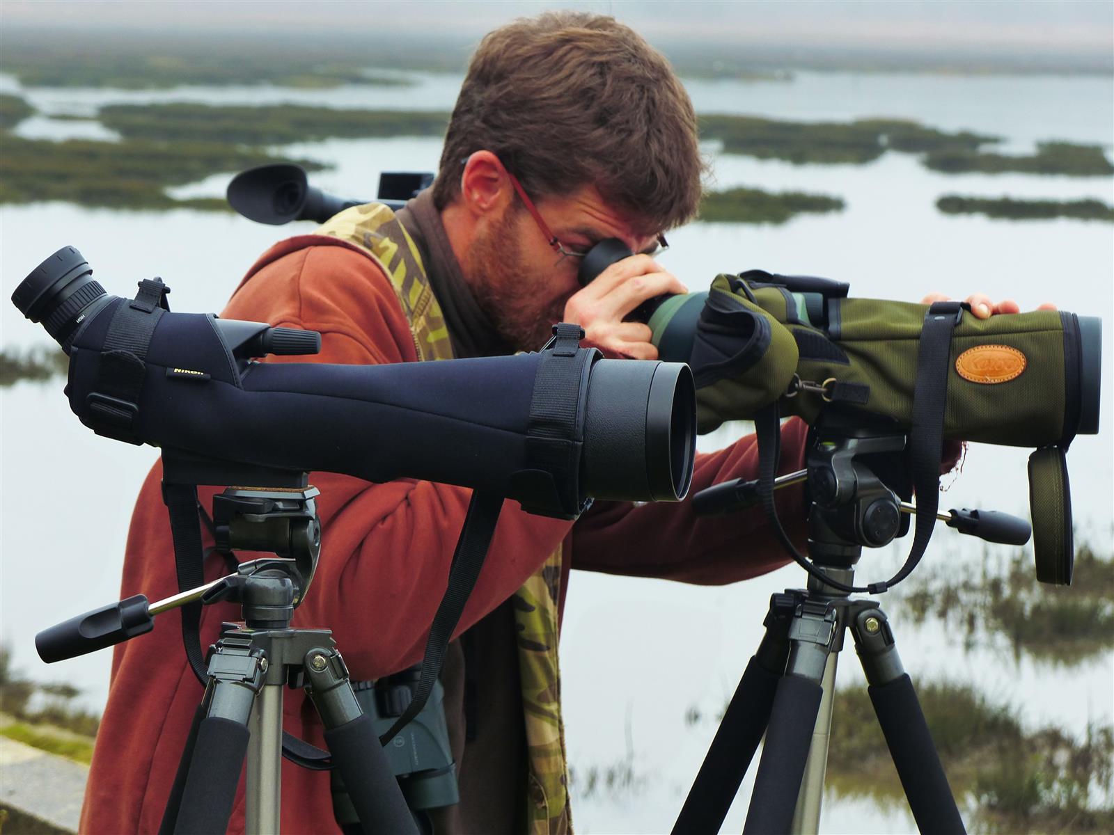 Les oiseaux hivernants des prés salés