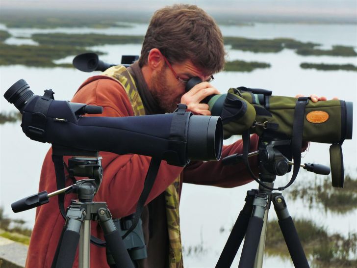 Les oiseaux hivernants des prés salés
