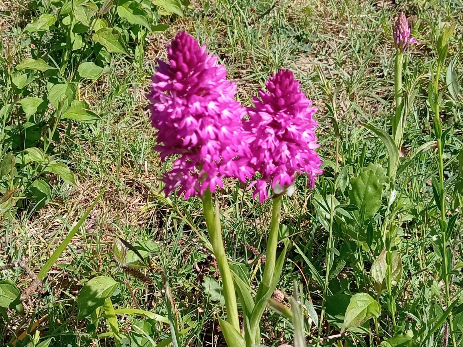 Itinérances d'automne : Orchidées, les merveil ...