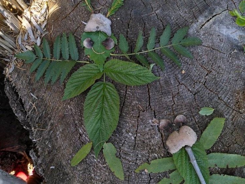 Ateiers nature pour les enfants et familles