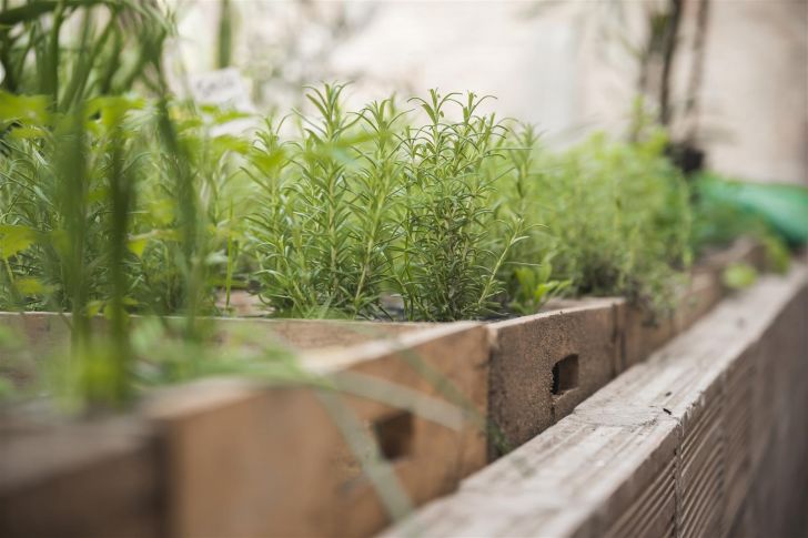 Journée découverte des plantes aromatiques et  ...