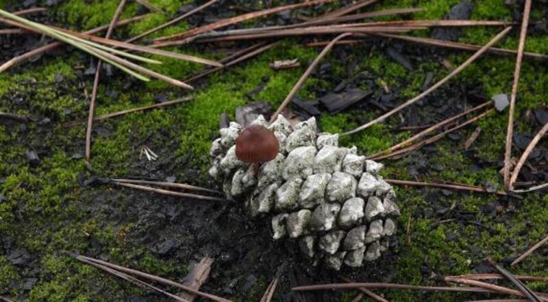 Salon du patrimoine des Landes de Gascogne
