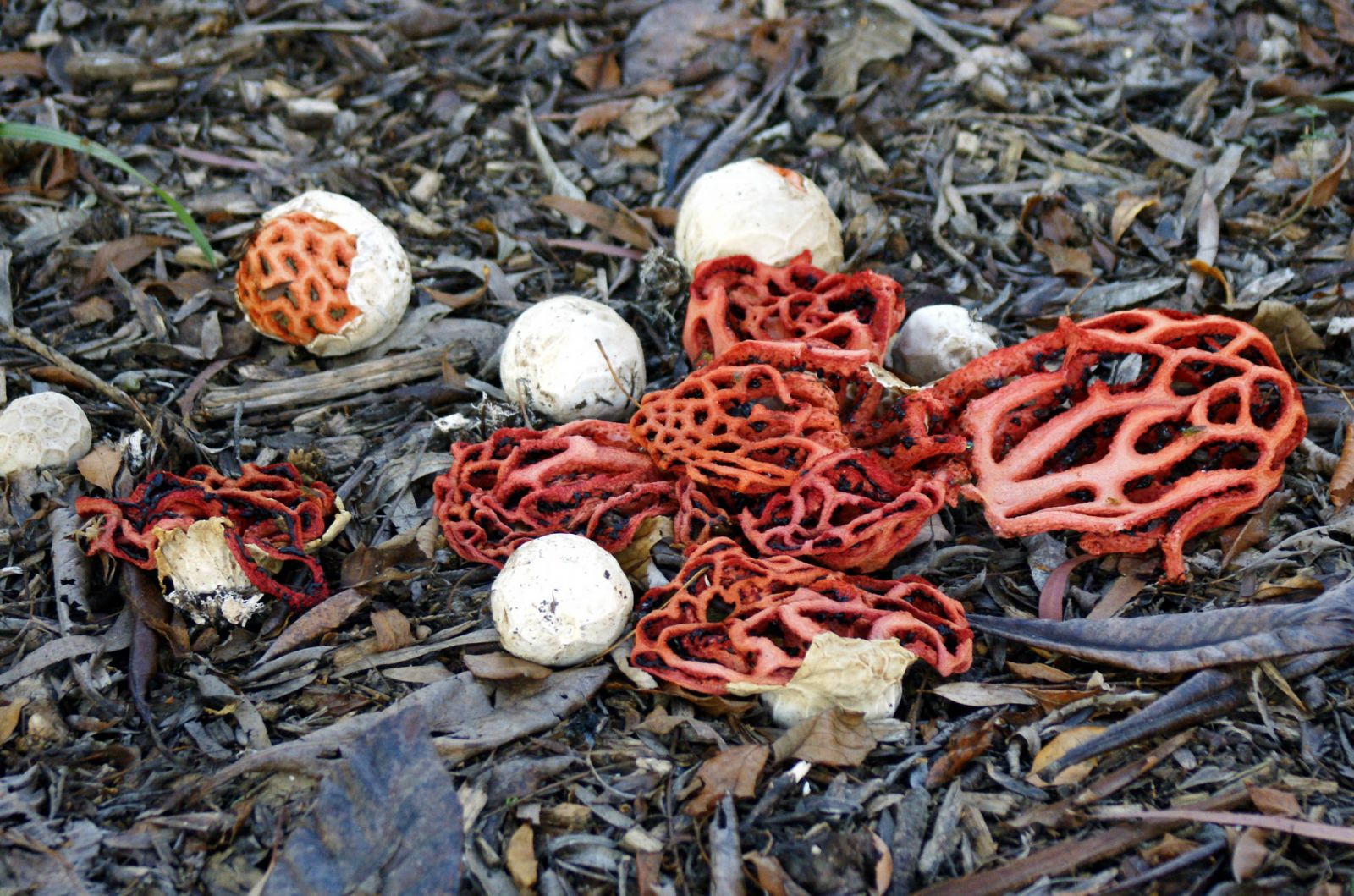 Diaporama gratuit sur la biodiversité des parc ...