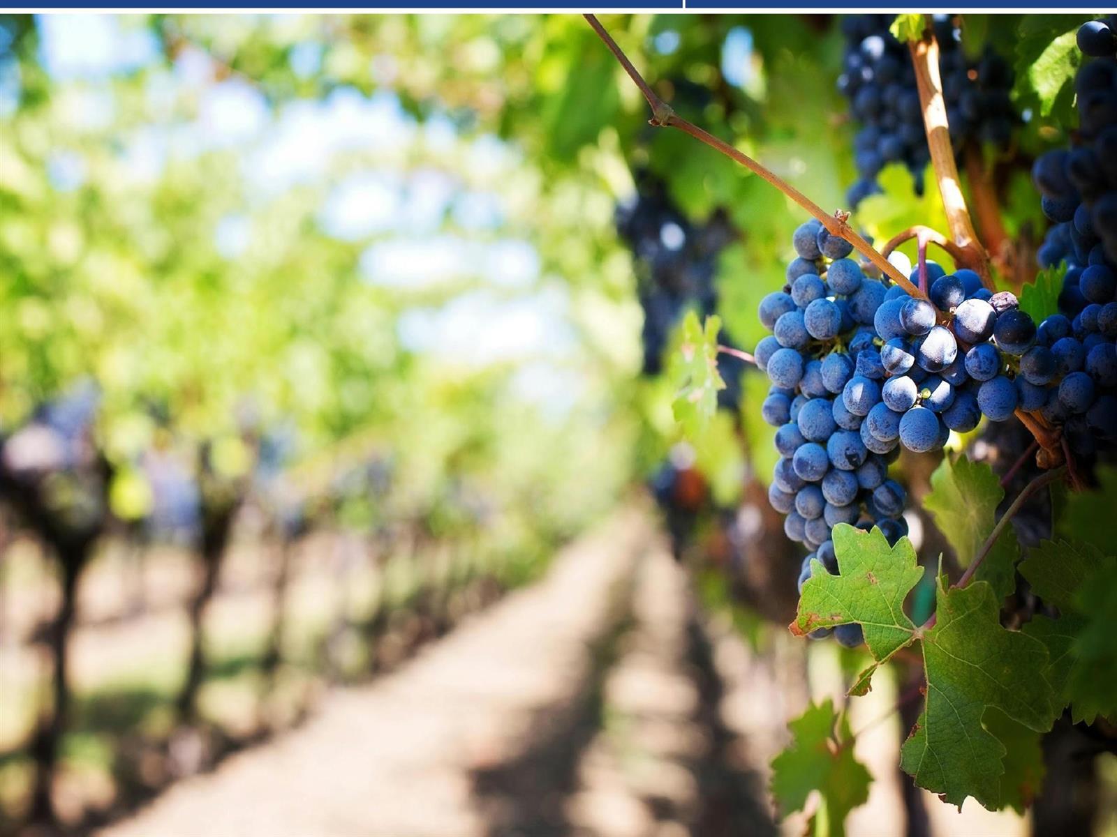 Conférence "La vigne et le vin, des origines à ...