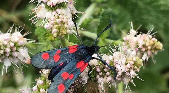 Domaine de Certes et Graveyron : Dur labeur po ...