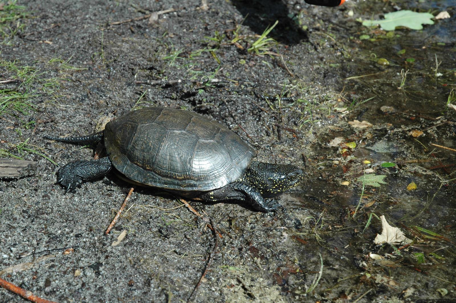 Bronzette des tortues
