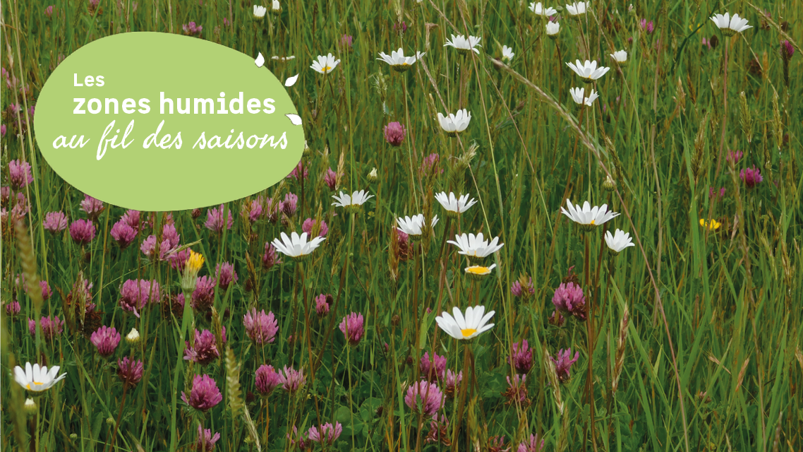 JMZH : A la découverte des fleurs de la Vanne