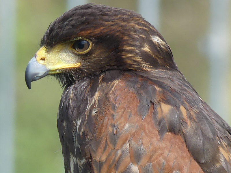 Sortie Natura 2000 "Les 4 Fantastiques" : sur  ...