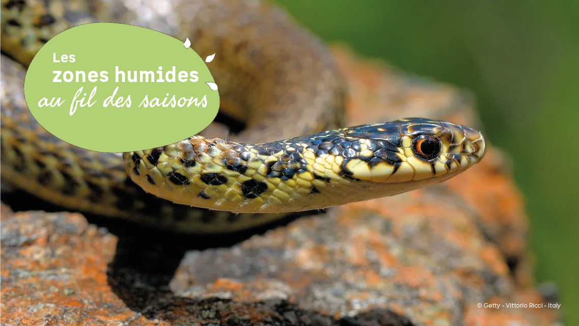 JMZH : A la découverte du Liron