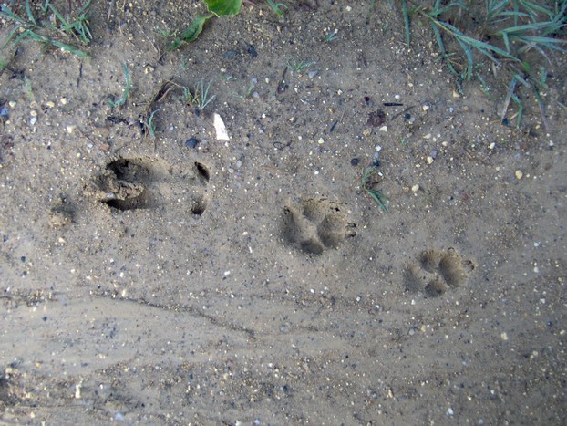 Sur les traces des animaux