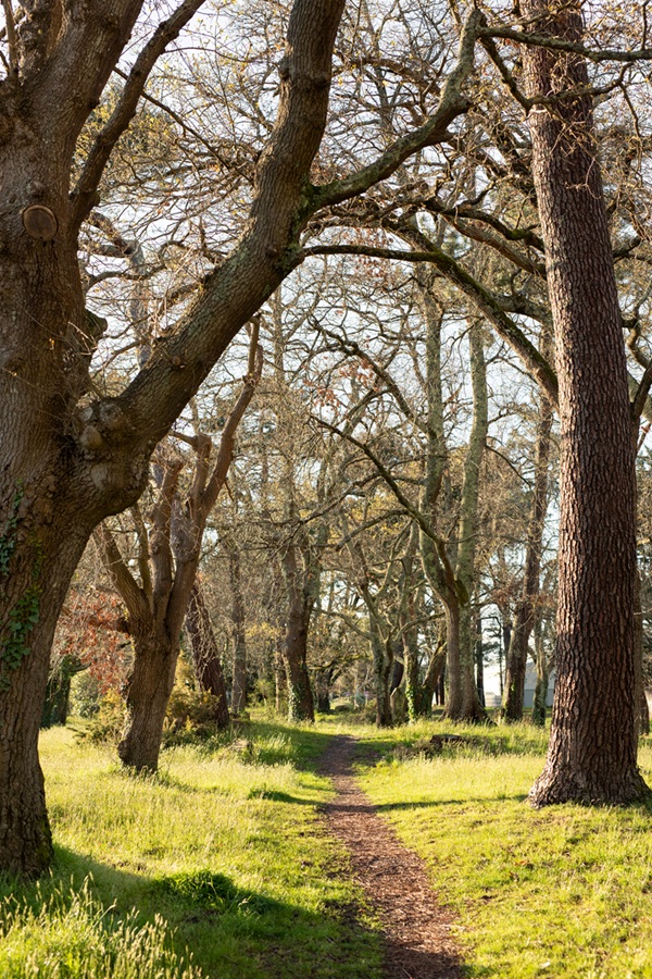 Ma forêt sensible