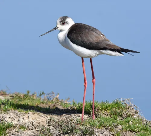 Les oiseaux du bassin