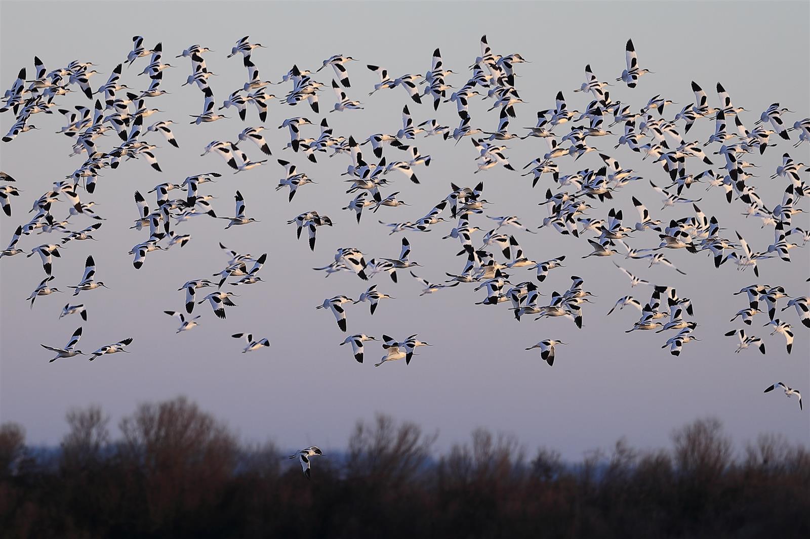 Balade au lever du jour dans la Réserve Ornith ...