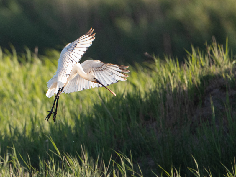 Visite guidée de Terr ... - Crédit: TERRES D'OISEAUX | CC BY-NC-ND 4.0