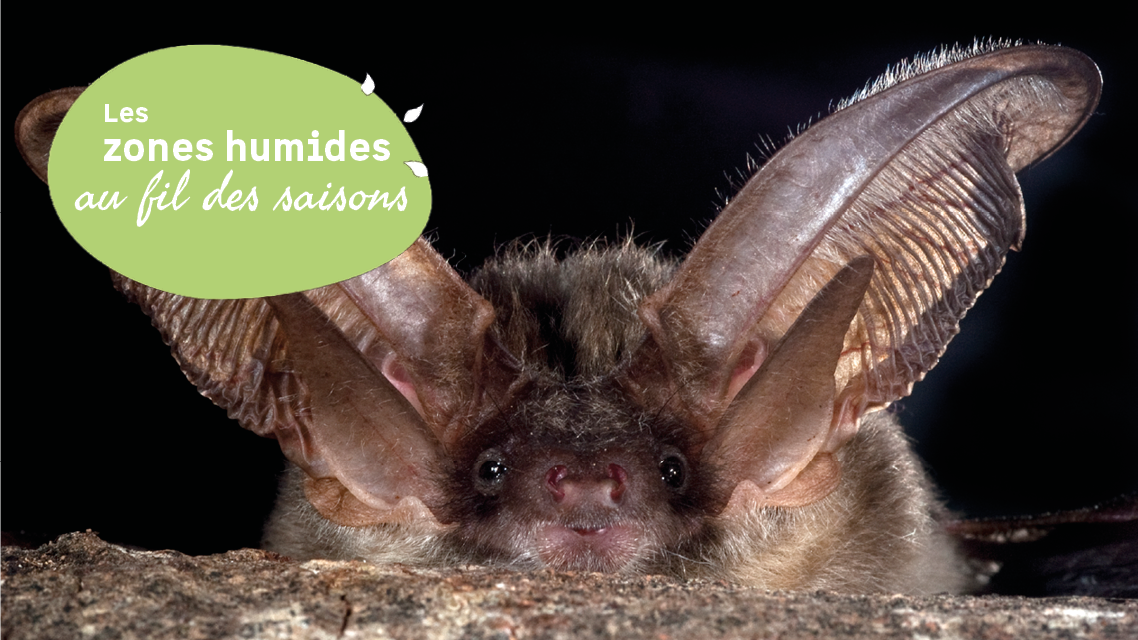 Découverte de l’étang de Langouarde et observa ...