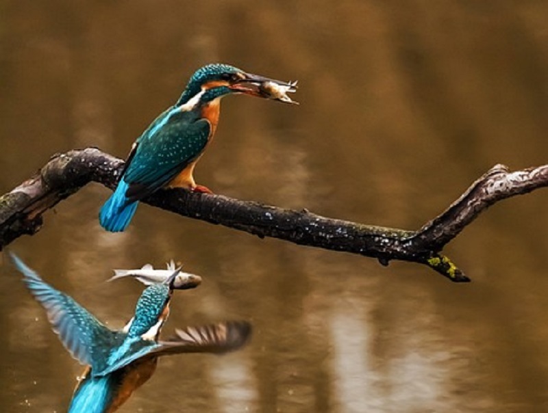 Les oiseaux aquatique ... - Crédit: pixabay | CC BY-NC-ND 4.0