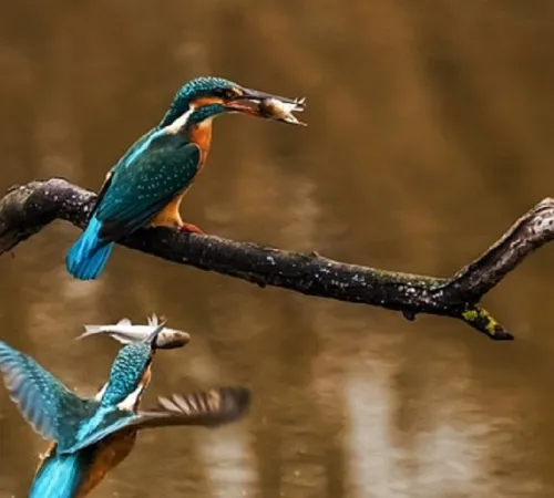 Les oiseaux aquatiques du lac de la Prade