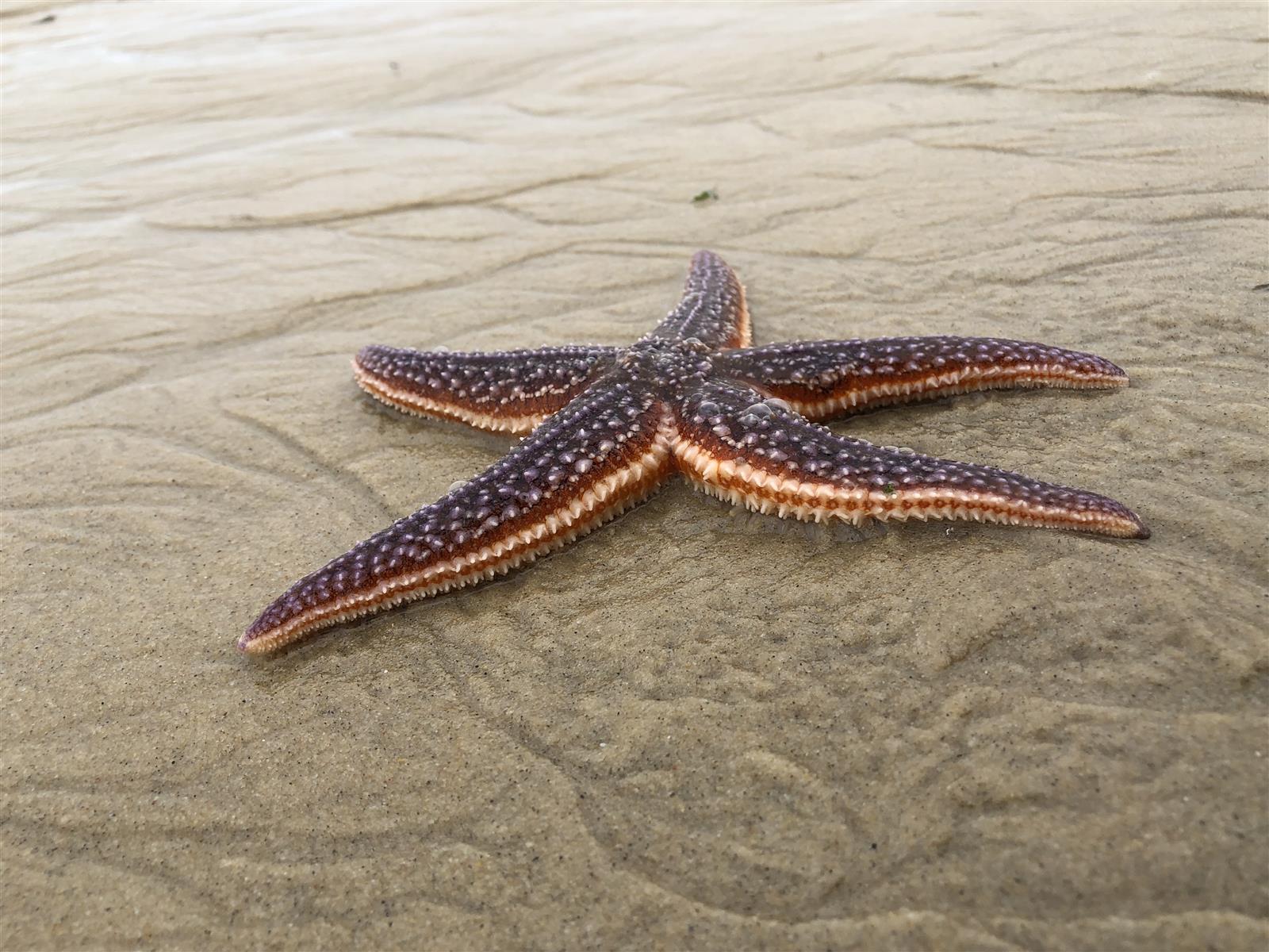 Biodiversité du Bassin d'Arcachon : une riches ...