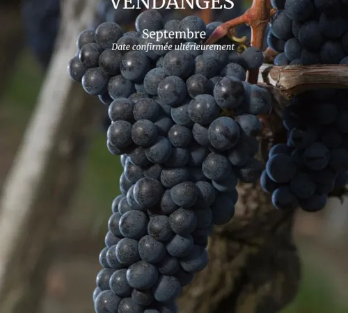 Atelier Vendanges au Château Haut Chaigneau