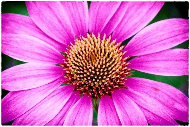 Exposition Studio Stab - Pétales, une célébrat ...