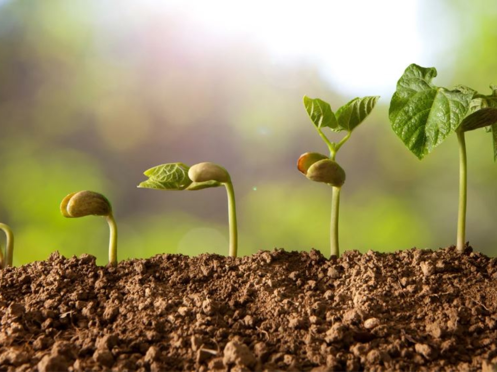 Atelier parents-enfants "Les petits semeurs à  ...