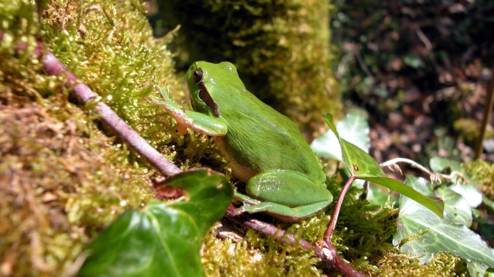 A la découverte des amphibiens des landes giro ...
