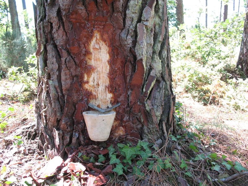 Dans le pin tout est bon : découverte du gemmage