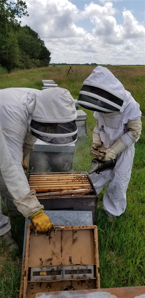Immersion au coeur de la ruche et dégustation  ...