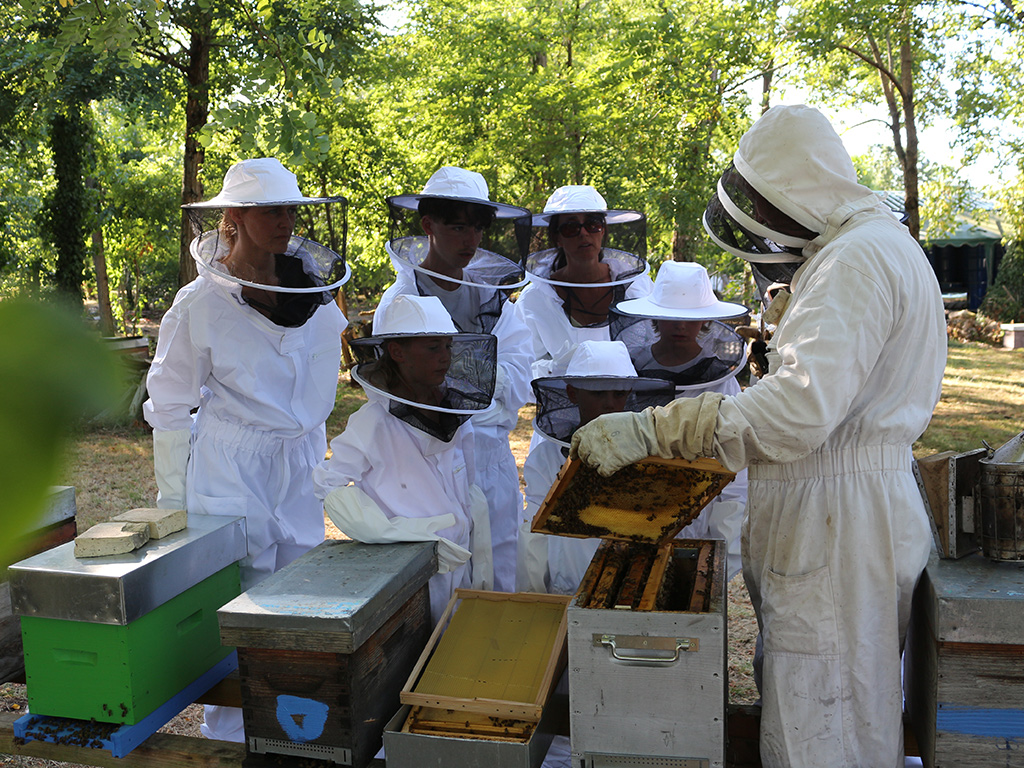 Immersion au coeur de la ruche et dégustation  ...
