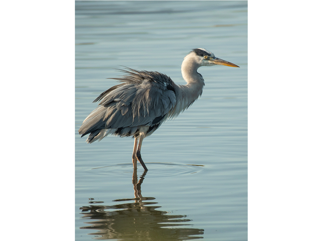 Les défis de l'étang sauvage