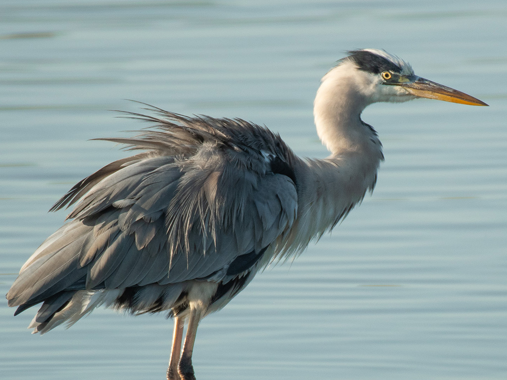 Les défis de l'étang sauvage