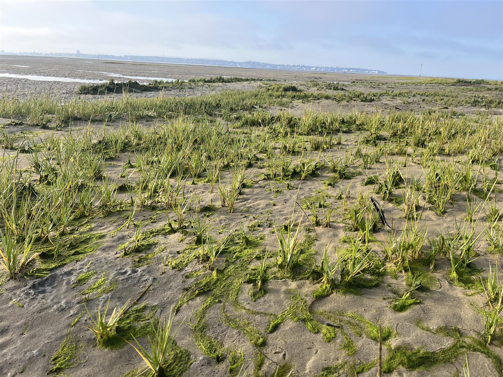 Chantier participatif : arrachage de la sparti ...