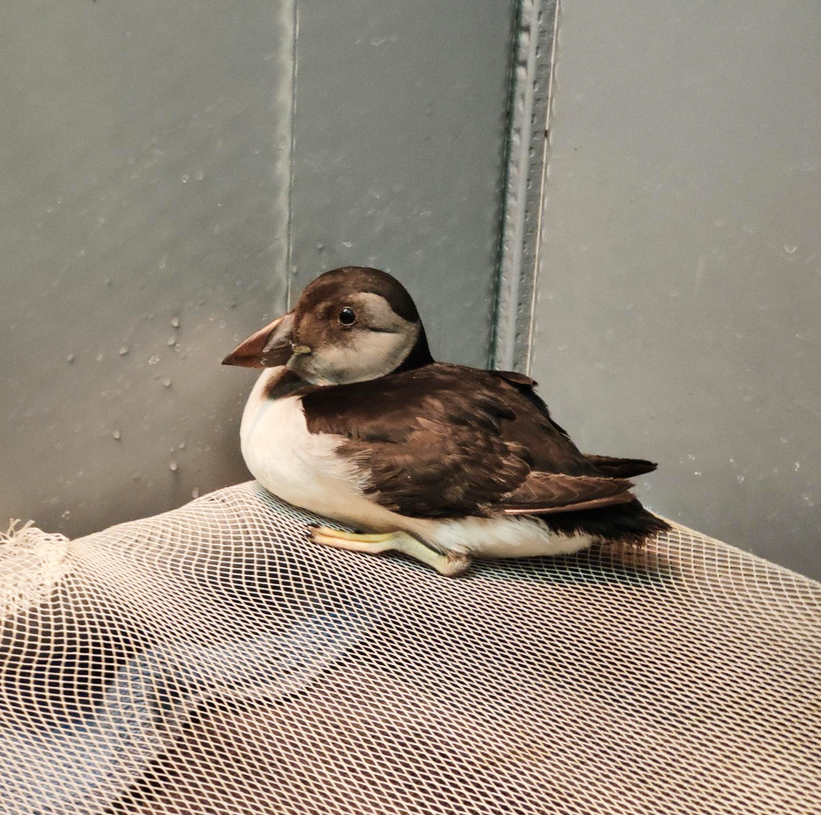 Comment aider la faune sauvage en détresse ave ...