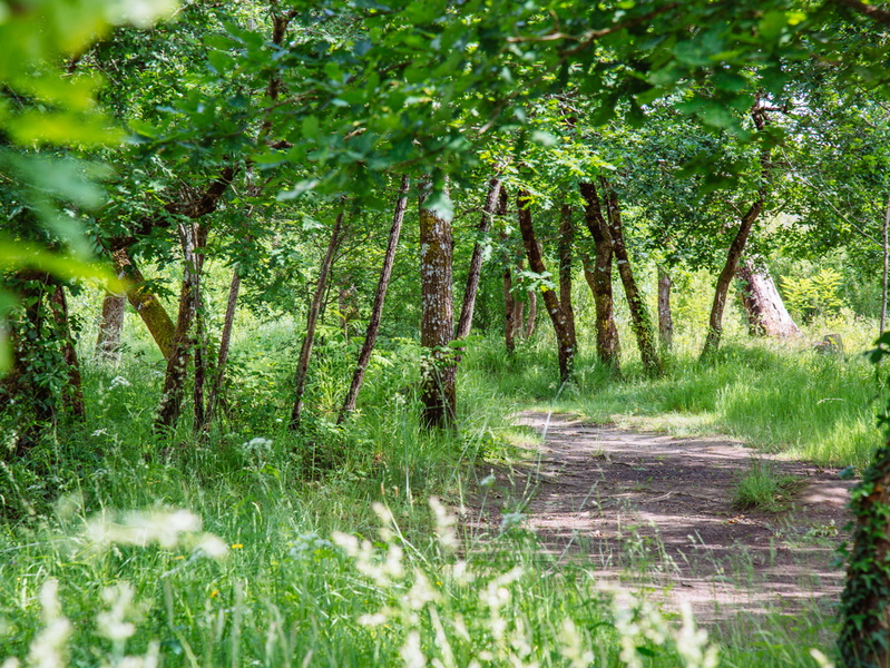 Balade sensorielle et immersive en forêt