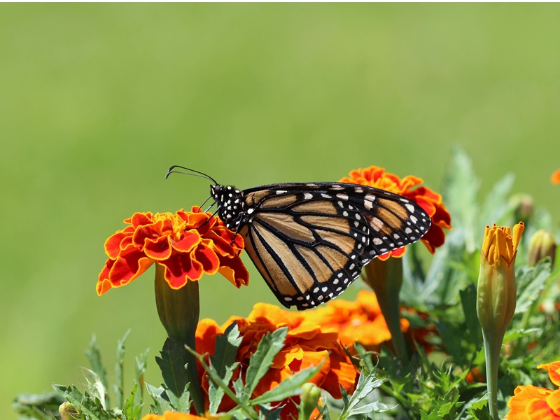 Insectes et autres petites bêtes minuscules