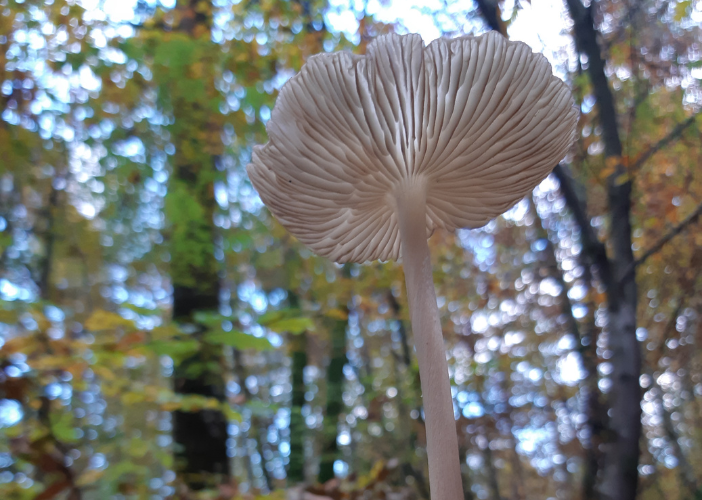 Balade guidée : Le monde merveilleux des champ ...